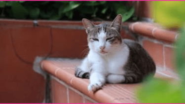 Cat with white chest sitting on orange tile step with some plants in the right foreground and background
