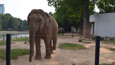 Adult elephant stands in a zoo next to a river.