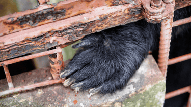 Close up of black bear paw sticking out under rusted metal bar