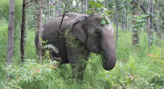 Asian elephant standing among tall green grass and trees in a lush forest, eating leaves and branches.