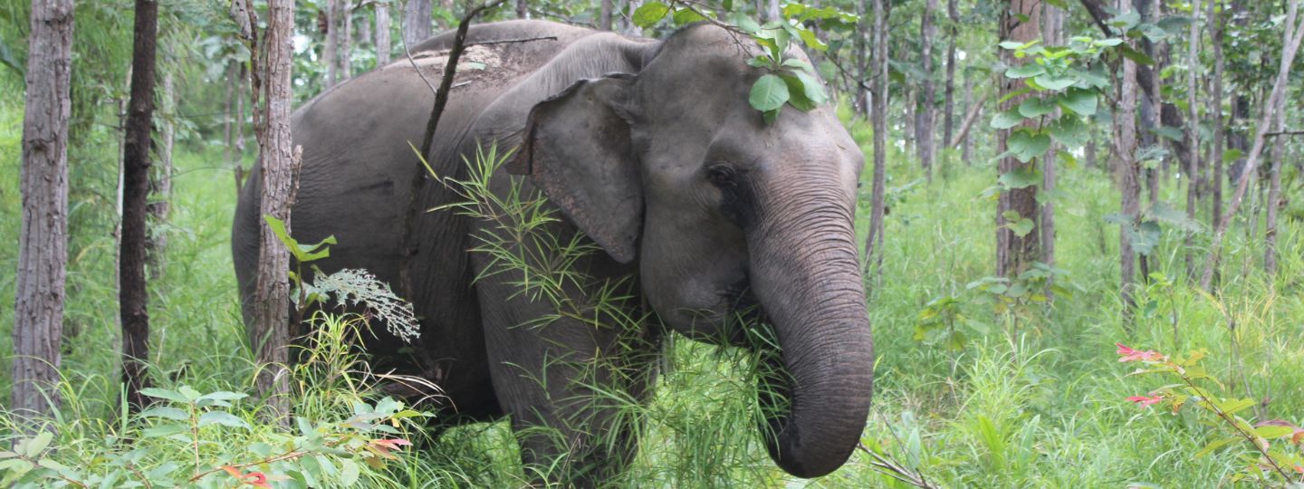 Asian elephant standing among tall green grass and trees in a lush forest, eating leaves and branches.