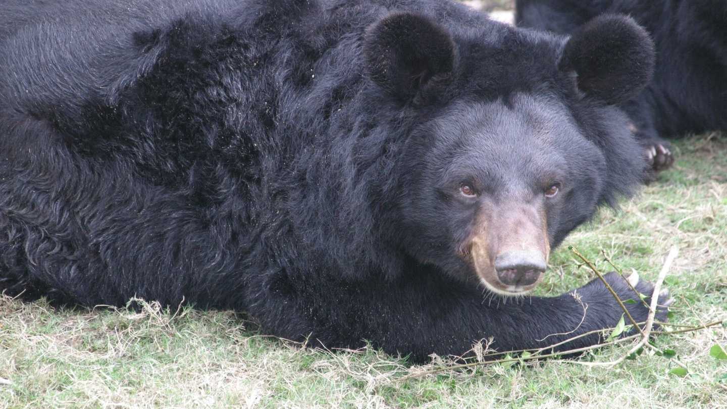Happy and healthy looking moon bear lying on grassy enclosure looking at camera.