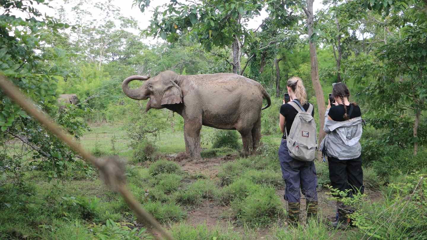Two women stand in a lush forest taking photographs of an elephant that stands at a distance in front of them.
