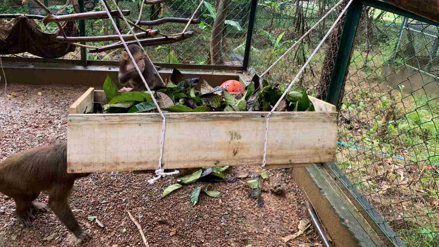 Young monkey in an enclosure sits eating fruits from an abundant hanging basket full of enrichment.