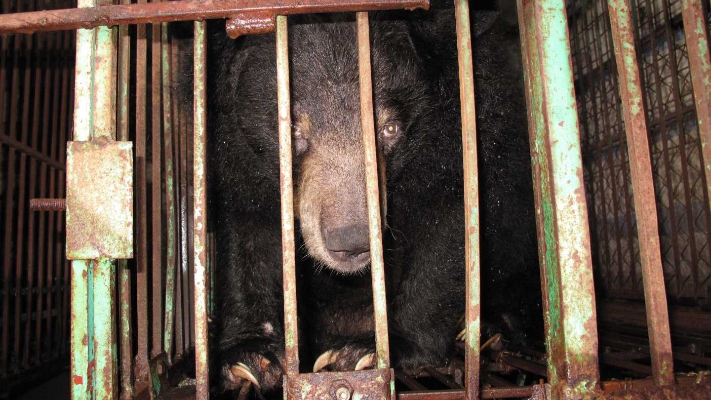 Sad looking bear facing a camera through rusty bars in a dark room.