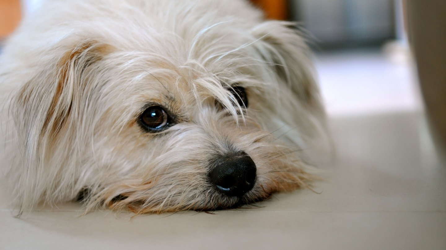 Close-up of a small, white dog with long hair lying down and looking at the camera