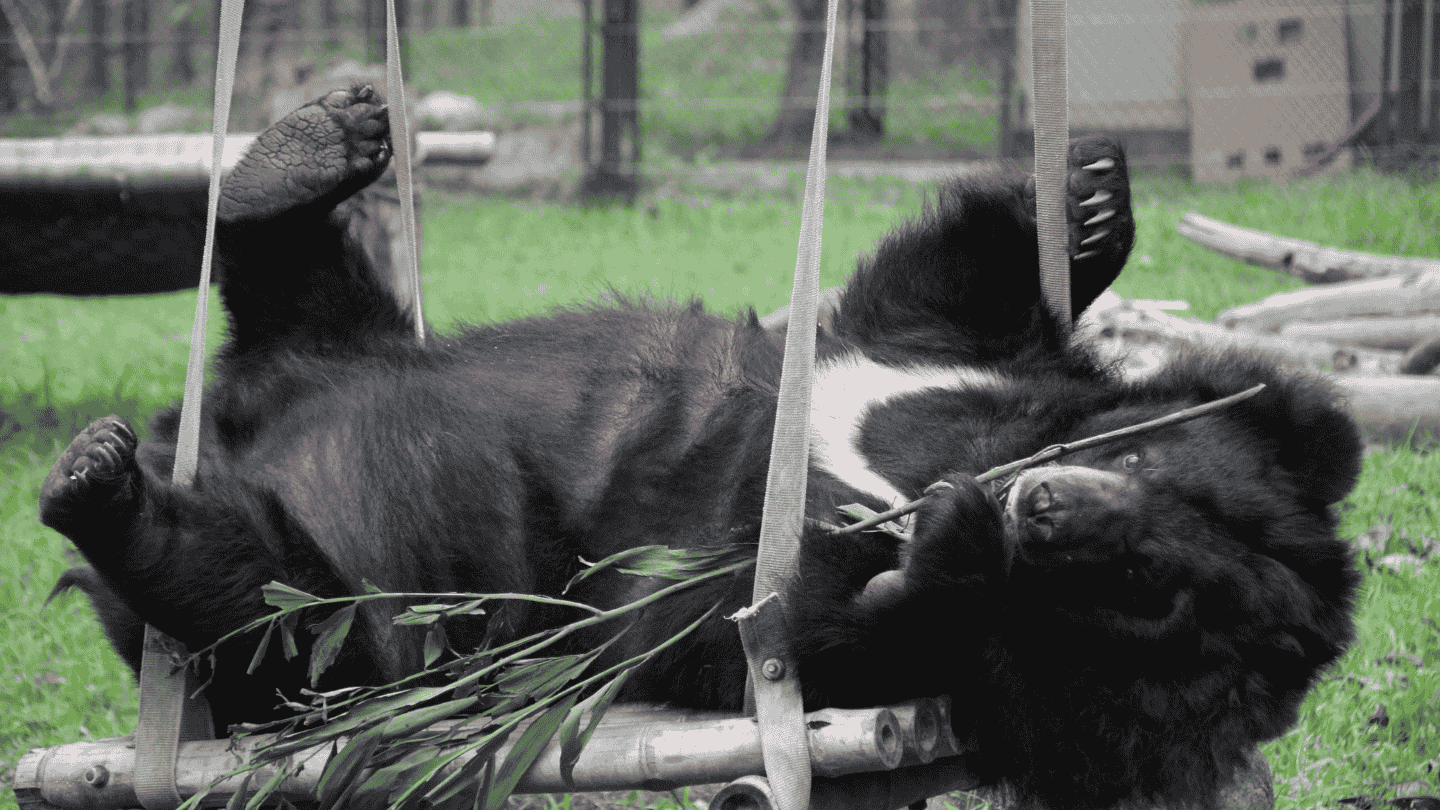 Asiatic black bear lying on his back on a bamboo hammock, feet in the air, holding a branch with leaves, partially turned towards the camera.