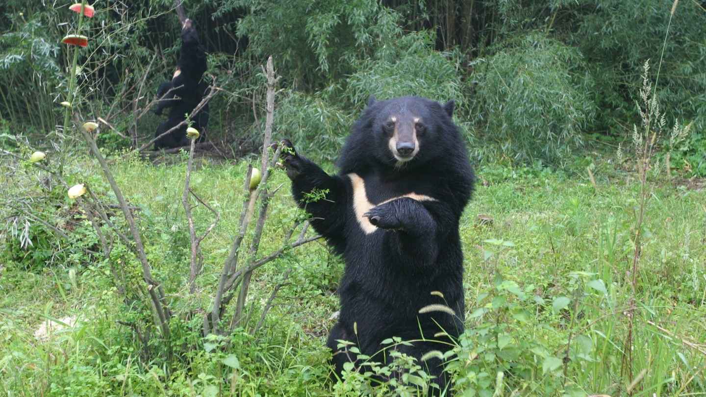 Beautiful moon bear stands in a lush garden facing the camera as he picks apples from a tree.