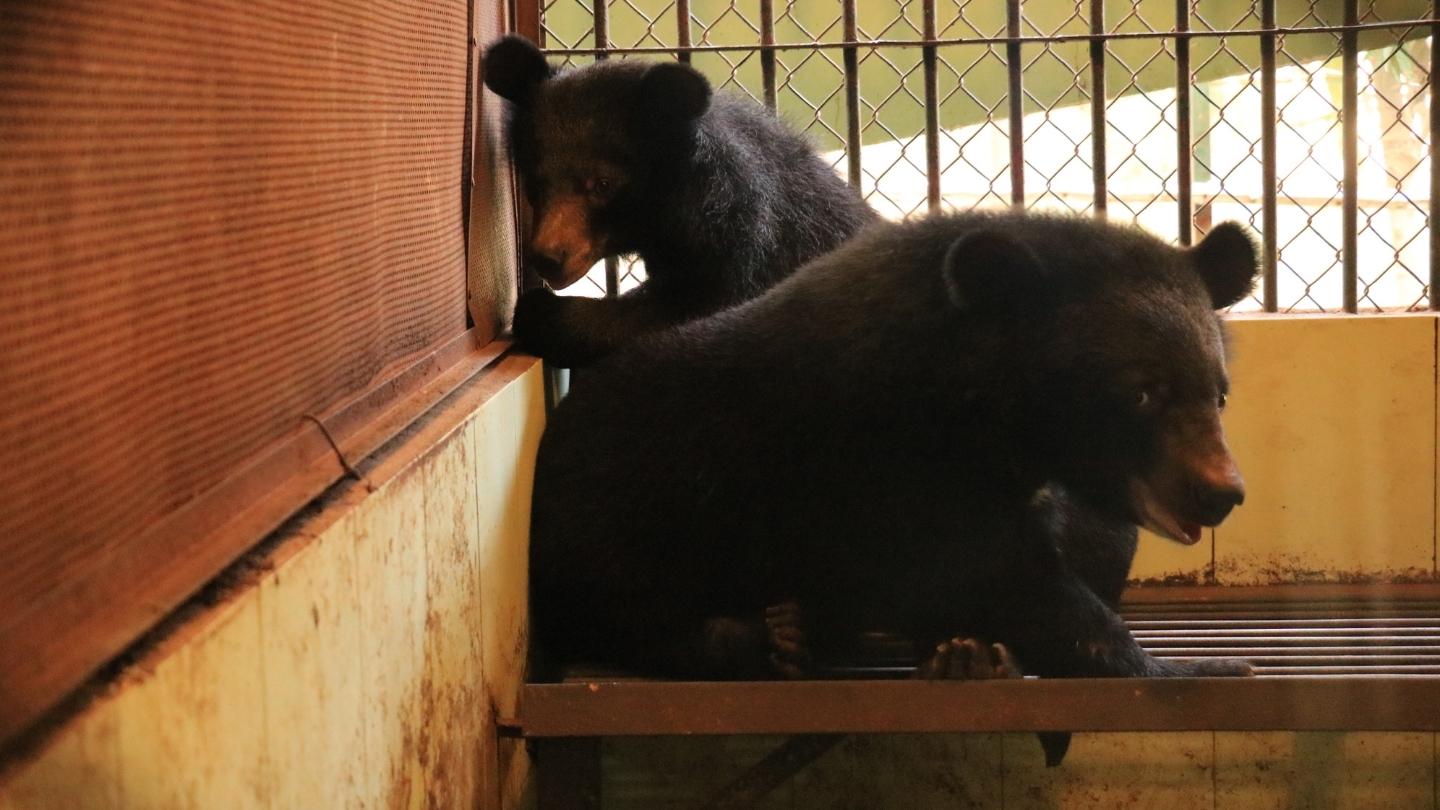 Two scared looking bear cubs sit in a dark, barren cage and look nervously at the camera