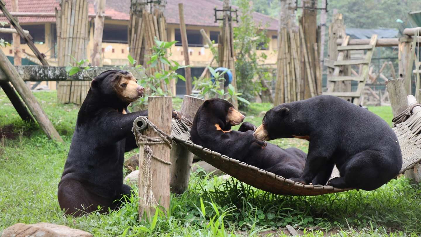 Three sun bears play on a hammock in an outside enclosure.