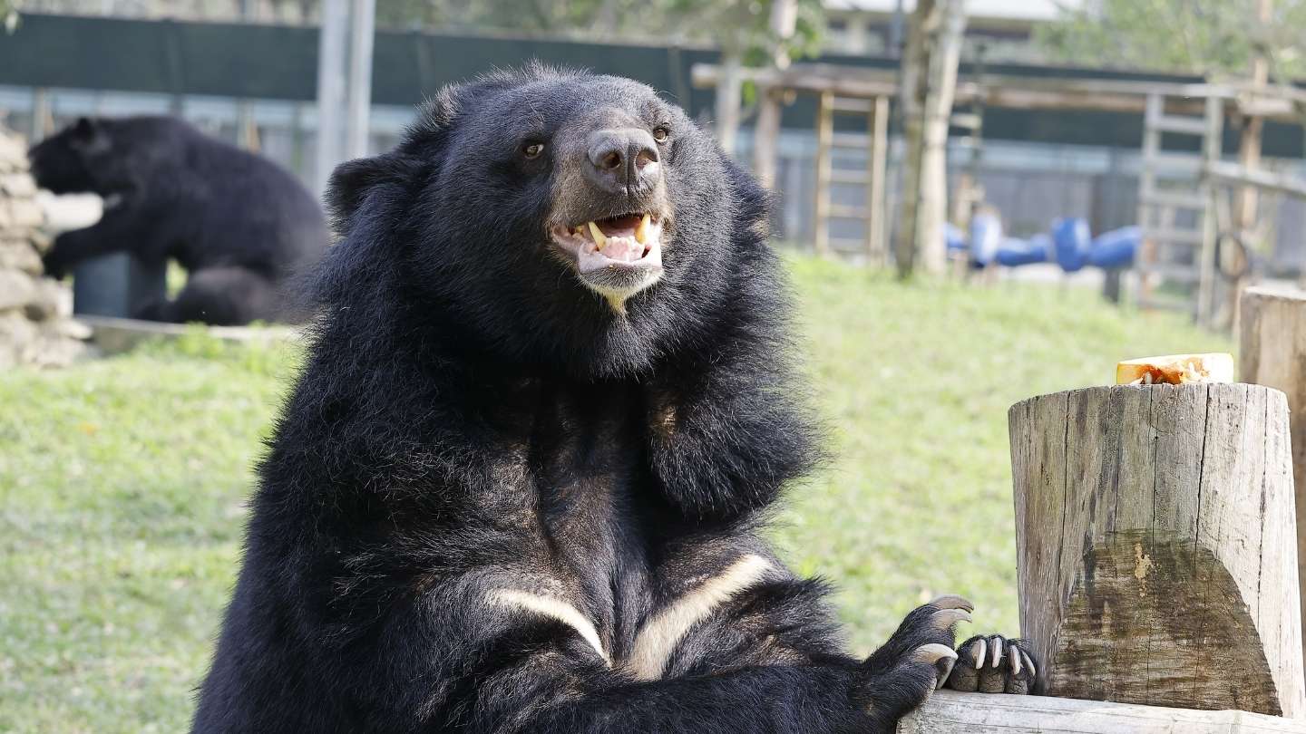 Adult Asiatic black bear on grassy enclosure looks happily into the camera as