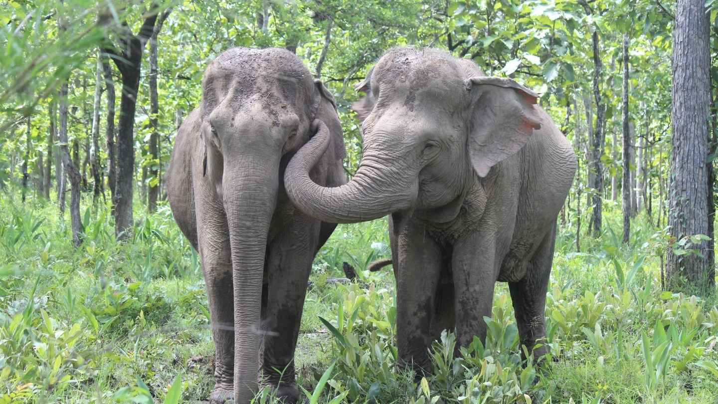 Two asian elephants stand together in a lush forest.