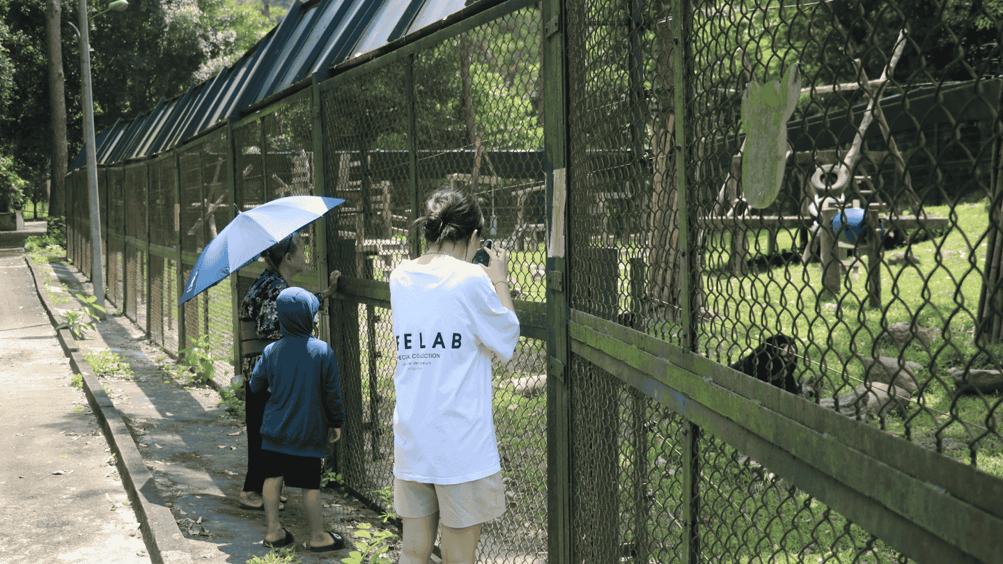 Three people including a small child in the middle, standing beside a tall green fence, looking at bears on the other side.