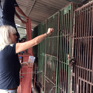 Woman with blonde hair, feeds a ear with a spoon through green cage bars, other person in the background on top of red transfer cage