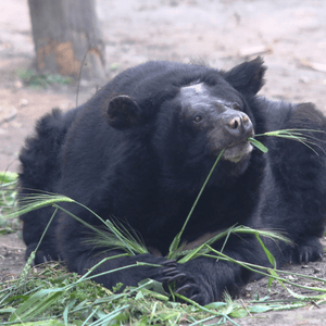 Asiatic black bear with hairless face, resting on the ground, holding stalks of grass in his paws and mouth, looking into the distance