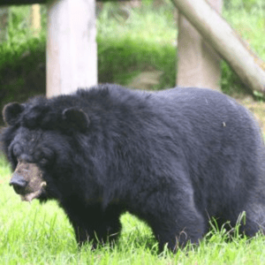 Asiatic black bear with thick black fur, standing in grass facing towards the left.