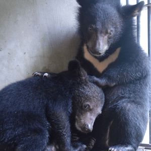 Two small Asiatic black bear cubs cowering in a corner looking scared and anxious. One taller behind and one in front crouching.