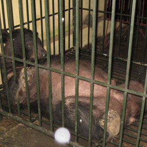 Asiatic black bear, almost bald, lying on his back in a cage with green bars.