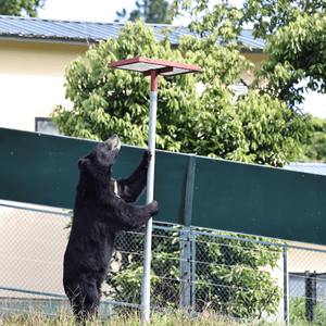 Asiatic black bear in enclosure, standing upright on back paws holding on to a pole with platform on top for enrichment food.