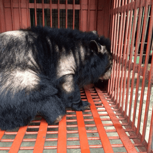 Badling Asiatic black bear in corner of red transport cage