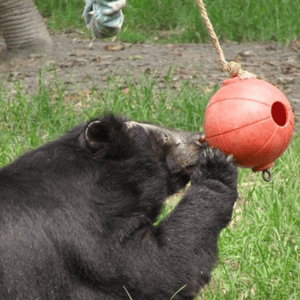 Asiatic black bear pictured from the side, with paw and bald nose up to swinging red ball