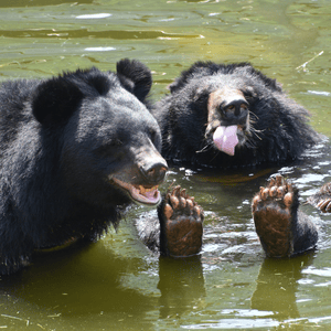 Two Asiatic black bears in water, one sideways to camera on the left, one facing camera with his tongue out and his feet poking up from the water.