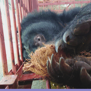 Asiatic black bear lying on its side holding a coconut husk close to its face, left eye visible