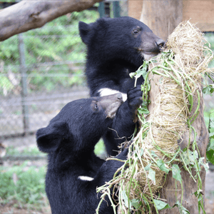 Two small Asiatic bear cube stretching up to a log covered in straw and greenery.