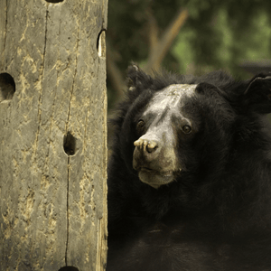 Asiatic black bear with bald face, looking into the distance from behind a tree trunk.