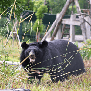 Asiatic black bear in the outdoors, long grass in foreground, climbing structure behind, bear facing camera