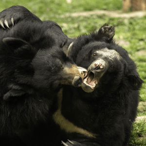 Two Asiatic black bears playing together, bear facing has a bald face, thin golden crescent and forepaw with claws visible on other bear's shoulder.