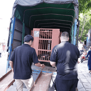 Two people in black t-shirts at the back of a small truck with ramps, checking the red transport cage just loaded inside, with a resting bear inside the cage.