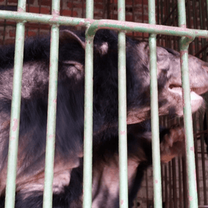 Side view of a balding bear behind green cage bars, looking to the right