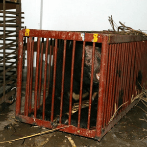 Bear in small red cage, face visible with balding patches