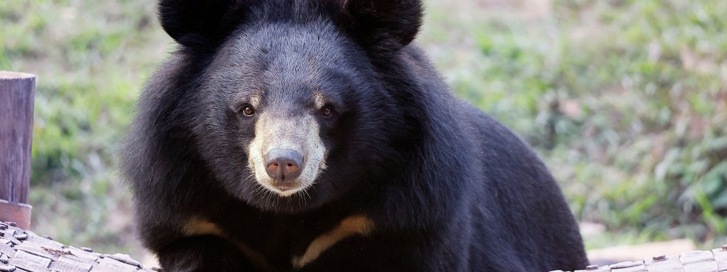 Fluffy, healthy looking bear in a grassy enclosure faces the camera