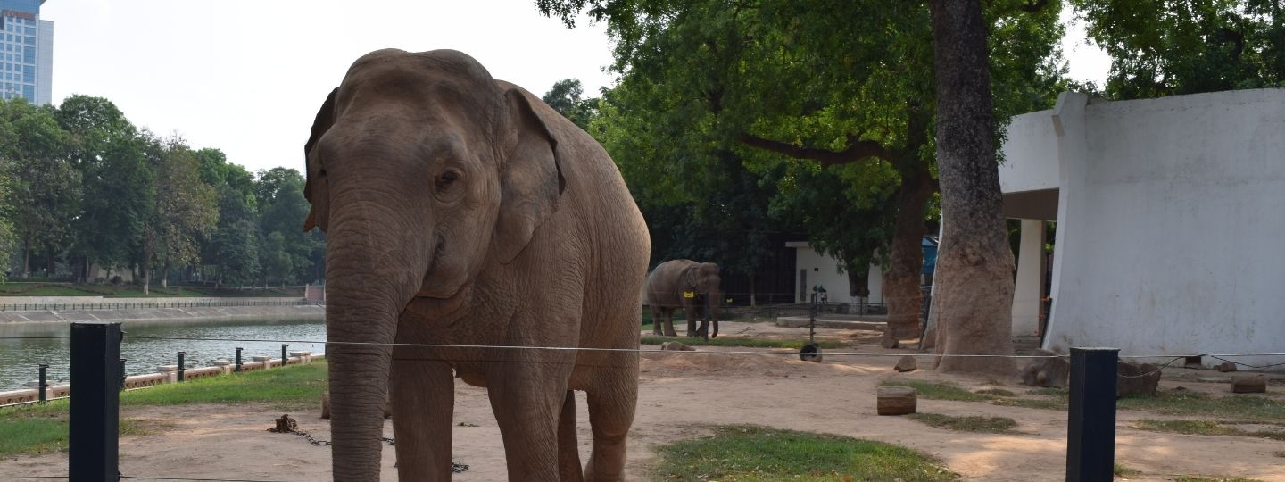 Adult elephant stands in a zoo next to a river.