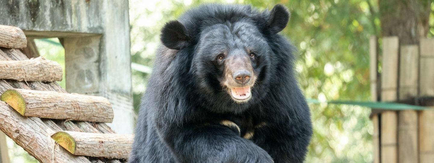 A happy and healthy looking moon bear sits on a log structure in an outdoor enclosure.