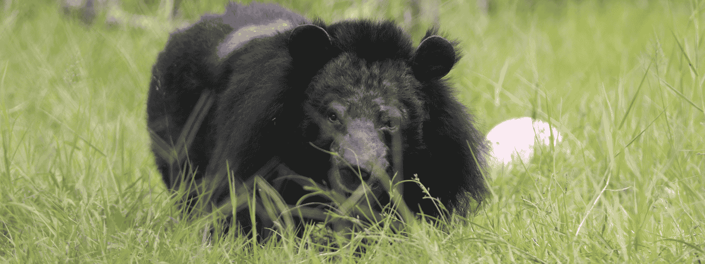 Asiatic black bear in long green grass, balding patch on its back, looking directly into camera.