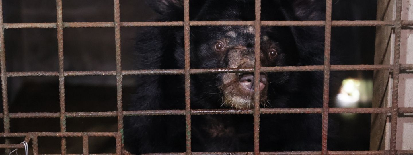 Close up of an adult moon bear in a rusty cage in a dark room.