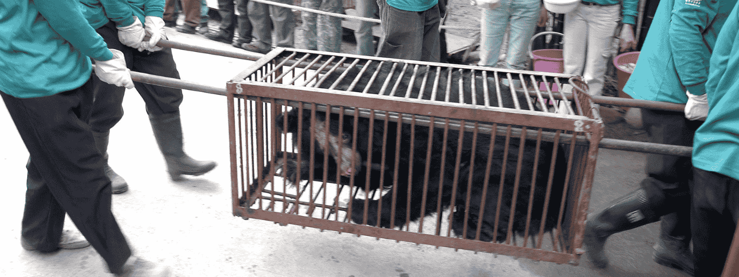 Asiatic black bear with bald face, in very small cage being carried to safety by rescuers