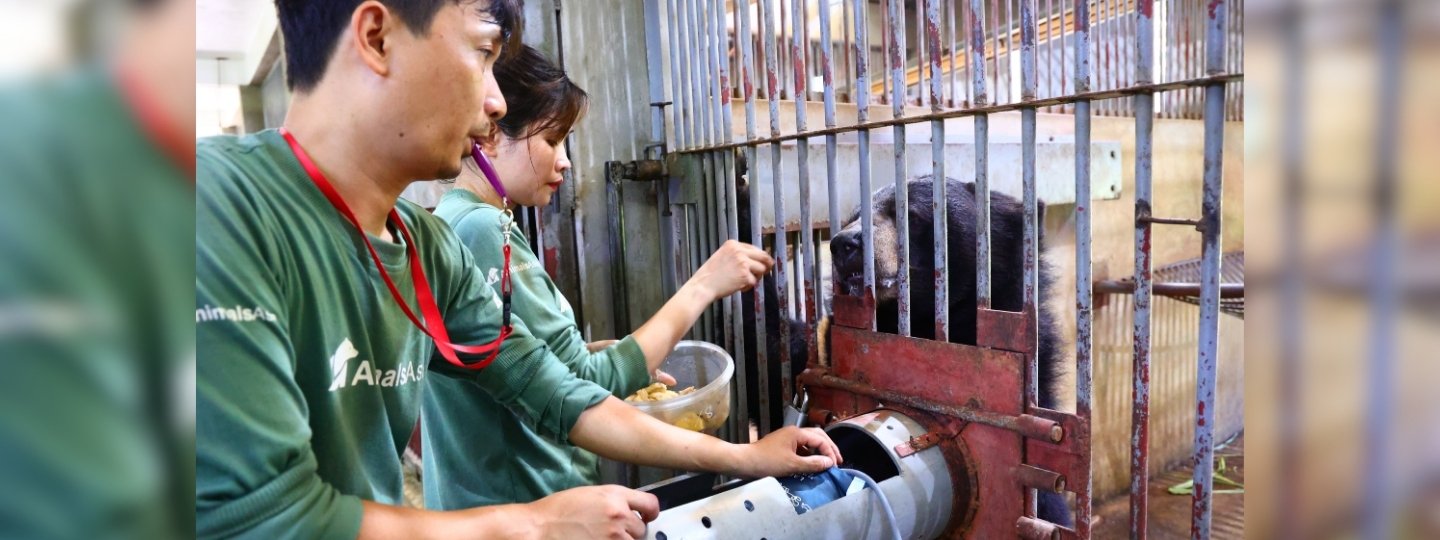 A bear carer holds a bears arm in a sling whilst giving it an injection while another carer feeds the bear tasty treats.
