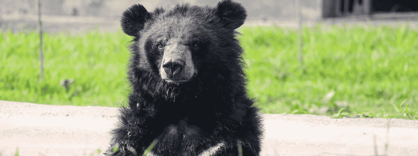 Asiatic black bear sitting upright in a pool with green grass in the background. Bear looking towards camera, with partial crescent visible on chest.
