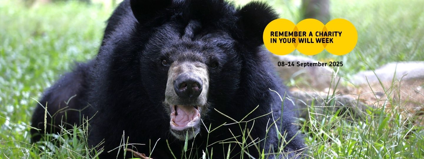 Picture of a happy looking moon bear on a grassy enclosure with Remember A Charity Week logo in the corner