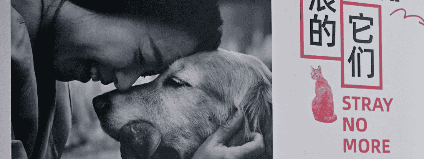 Landscape image with black and white close up of woman and dog touching foreheads on the left, and red image of cat and the words Stray No More on the right, with Chinese translation outlined in red frame.