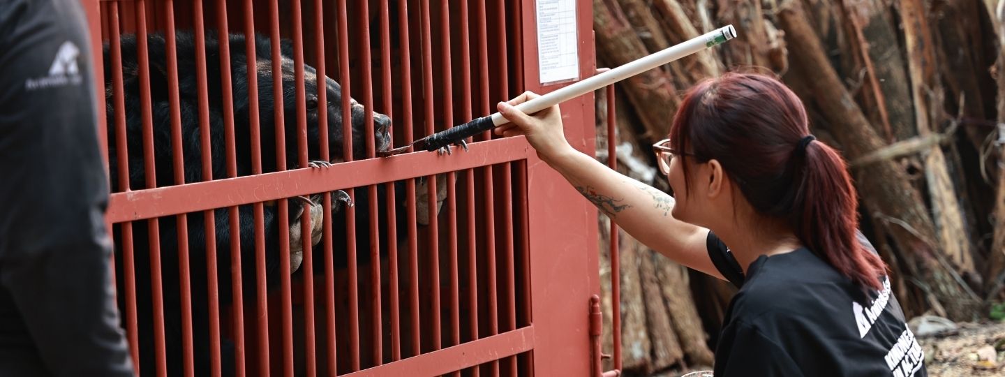 A moon bear in a red transport cage gingerly licks jam from a spoon held out by a female Animals Asia team member.