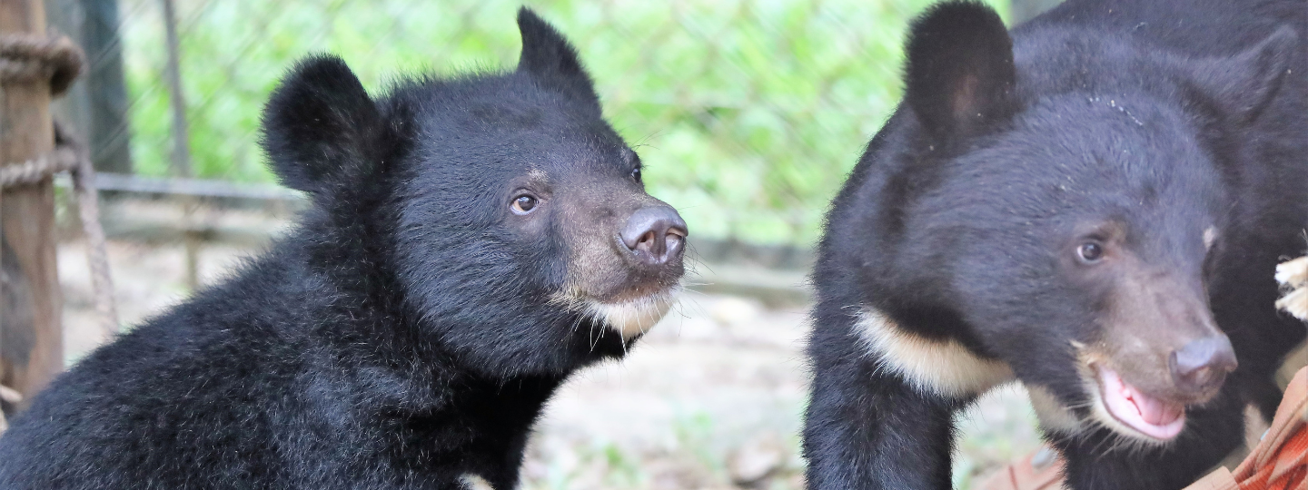 Close up of two small Asiatic black bear cubs, one on left side to camera with golden chin, one on right off centre to camera, gold crest partially visible.