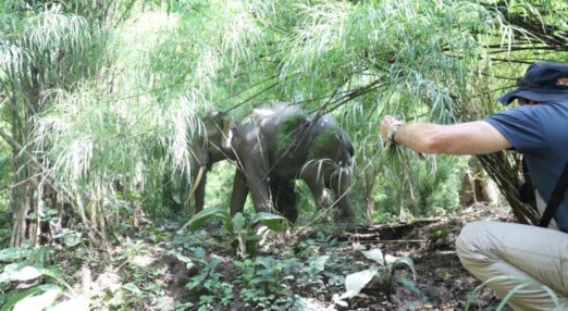 Person crouching in dense jungle vegetation takes a photo of a wild elephant walking through the thick undergrowth.