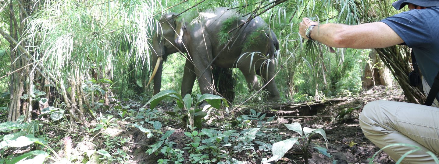 Person crouching in dense jungle vegetation takes a photo of a wild elephant walking through the thick undergrowth.