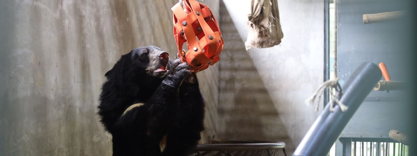 A moon bear inside a large den reaches up to play with an orange weaved hanging toy.