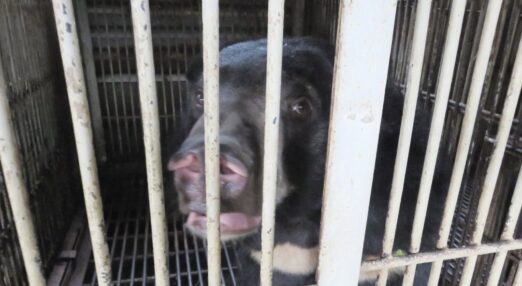 A bear looking to camera through bars of a cage